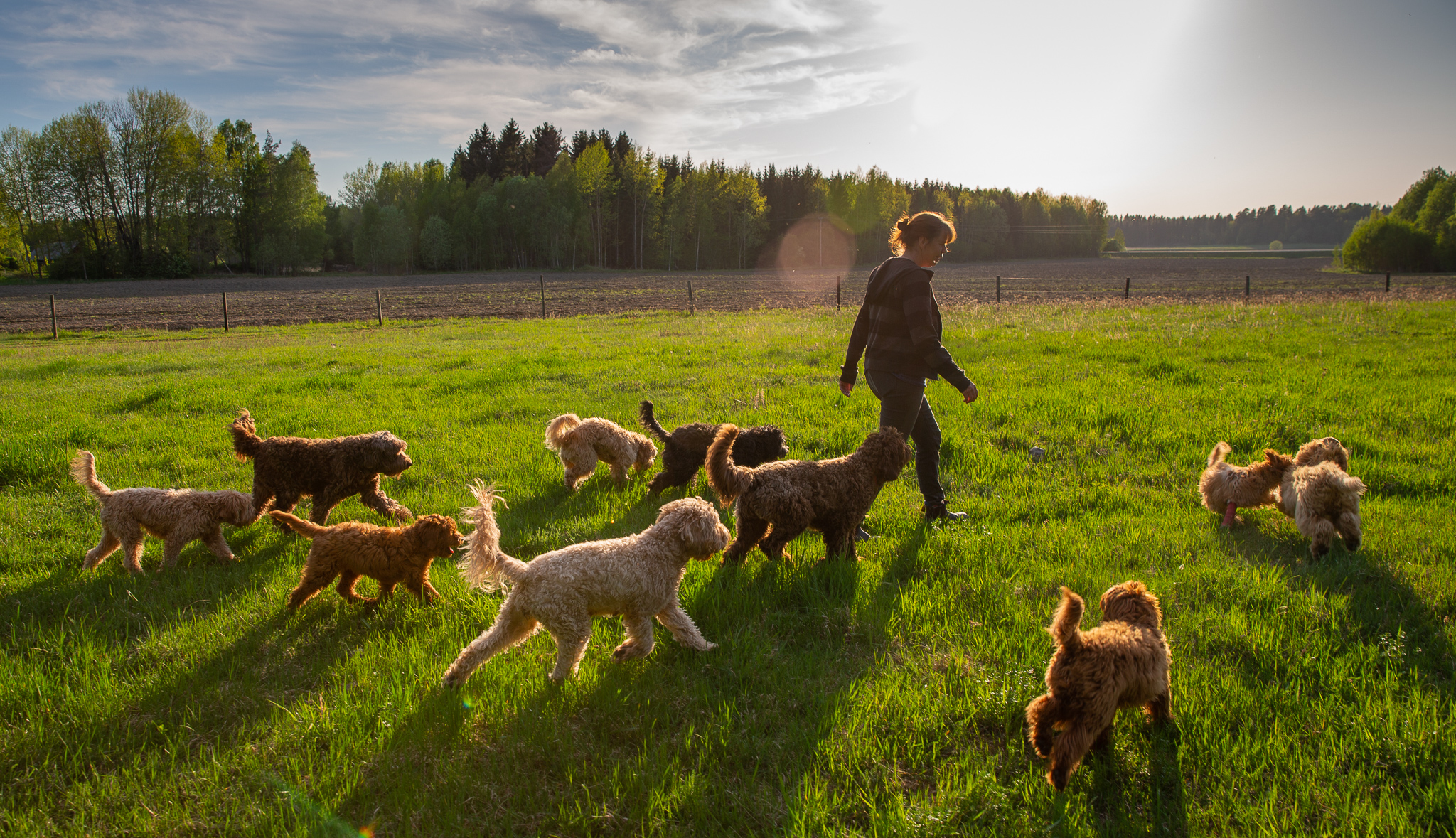 <i>Svensk</i> <i>vårdhund</i>